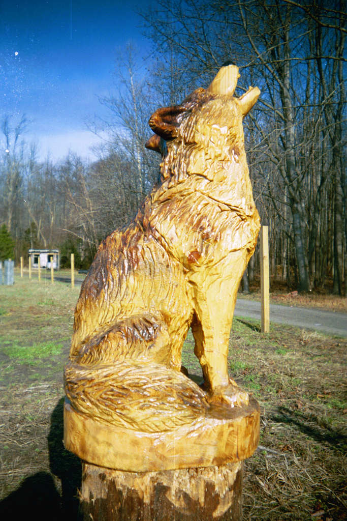 chainsaw carving carvings wood wolf animal sculpture carved wildlife wolves wooden woodcarving artisans feature tree ws domestic artisansofthevalley bob totem