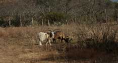 2006 YO Ranch - 4 Horn Sheep 3