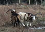 2006 YO Ranch - 4 Horn Sheep 2