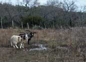 2006 YO Ranch - 4 Horn Sheep 1