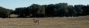 2006 YO Ranch - Deer Photos 3