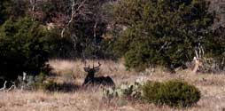 2006 YO Ranch - Deer Photos 2