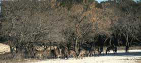 2006 YO Ranch - Deer Photos 6