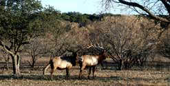 2006 YO Ranch - Elk Photos 1