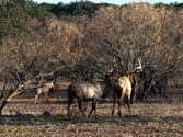 2006 YO Ranch - Elk Photos 4