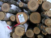 Image of logs in stack for sawmill article