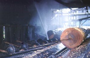 Sawm mill in operation rip saw