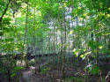 Tung Trees in Forest
